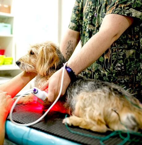 COURSE - COLD LASER THERAPY FOR PETS: pet parents learn how/when to use Class 3 and red light therapy